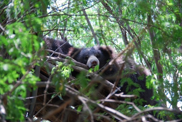 Photo 4 from INTERNATIONAL ANIMAL RESCUE US